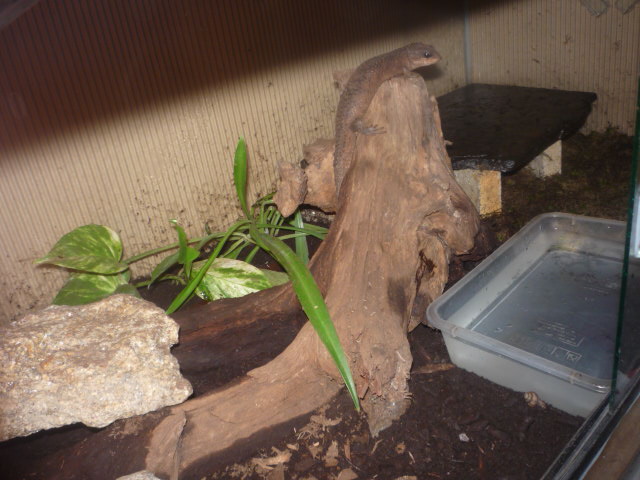 odchovy 2011 006