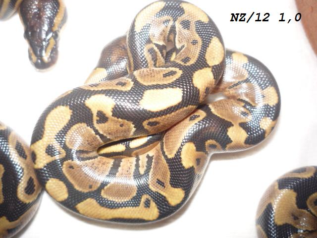mimina reginy 012