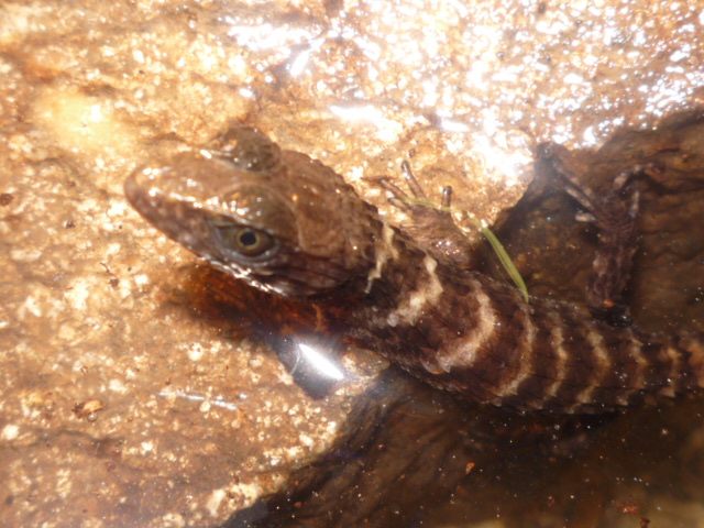 Tropydophorus apulus 069