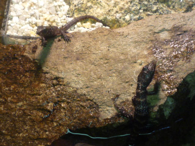 Tropydophorus apulus 081